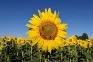 Marzia Benatelli - Sunflower